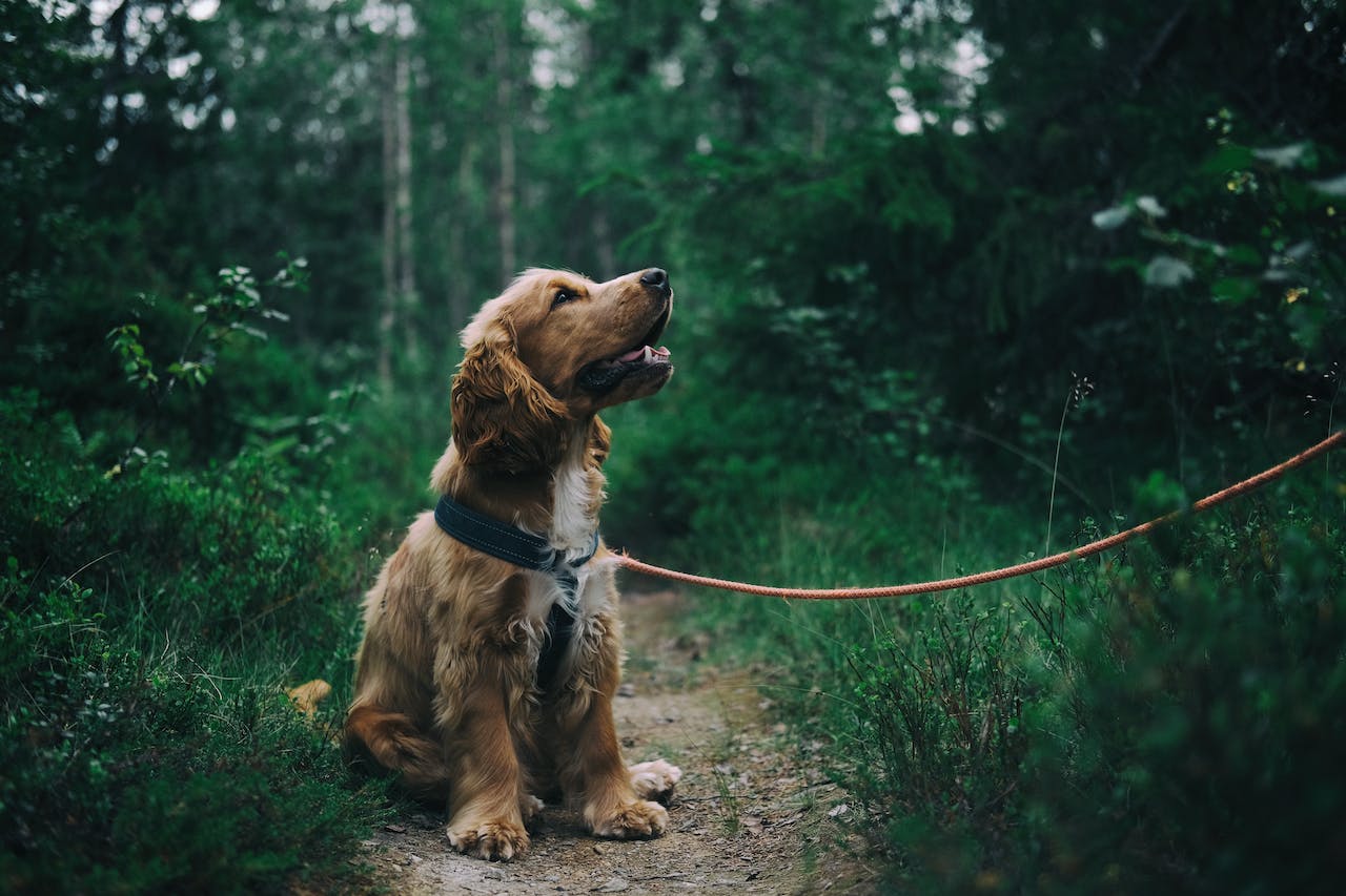 Eight Tips for Keeping Your Dog Free From Tick-Borne Diseases