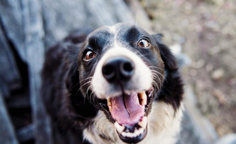 Seven Tips to Enhance Your Aging Dog’s Longevity