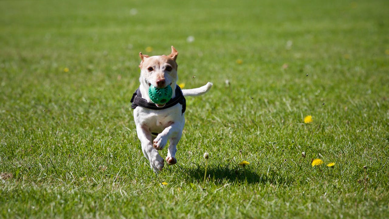 Exercising Your Dog: Are You Ready to “Rally?”